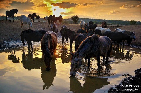 What to Feed a Horse Who Needs to Gain Weight.