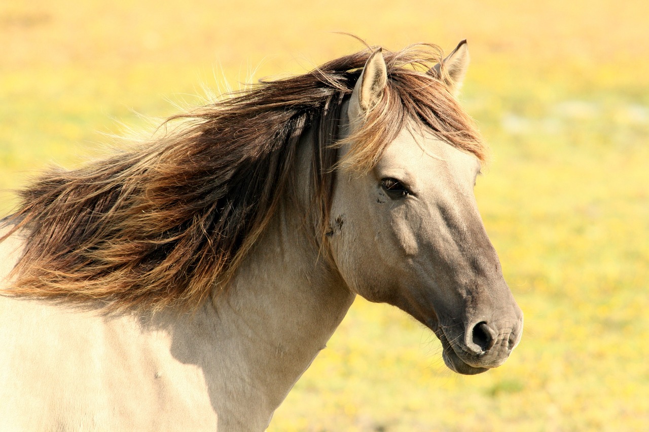 Cushing's, Your Horse & Fall