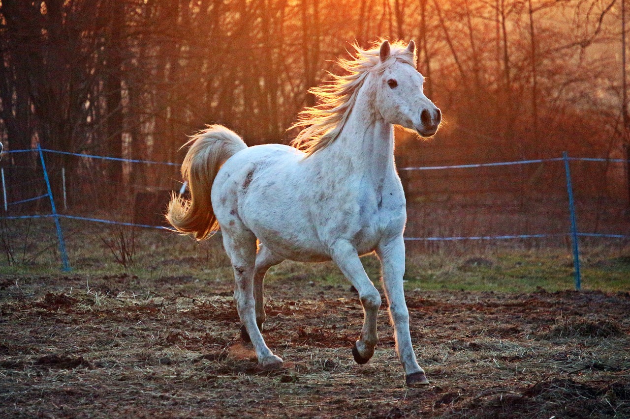 Why Are Our Horses So Un-Well